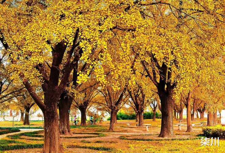 银杏树|又是盛秋时节，国内最美银杏之地当属它们，你是时候出去走走了