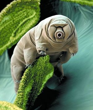 水熊虫的生存能力到底有多强?科学家用加农炮轰击做实验