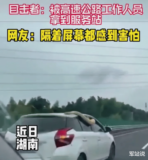 高速公路现黄金蟒盘踞车尾