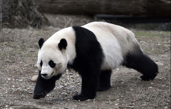 为啥成年大熊猫鲜有天敌?大熊猫:我打架从来不管对方是几级的