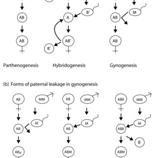 科学家都懵了!全员雌性、无生殖隔离,靠偷别的生物精子繁衍后代