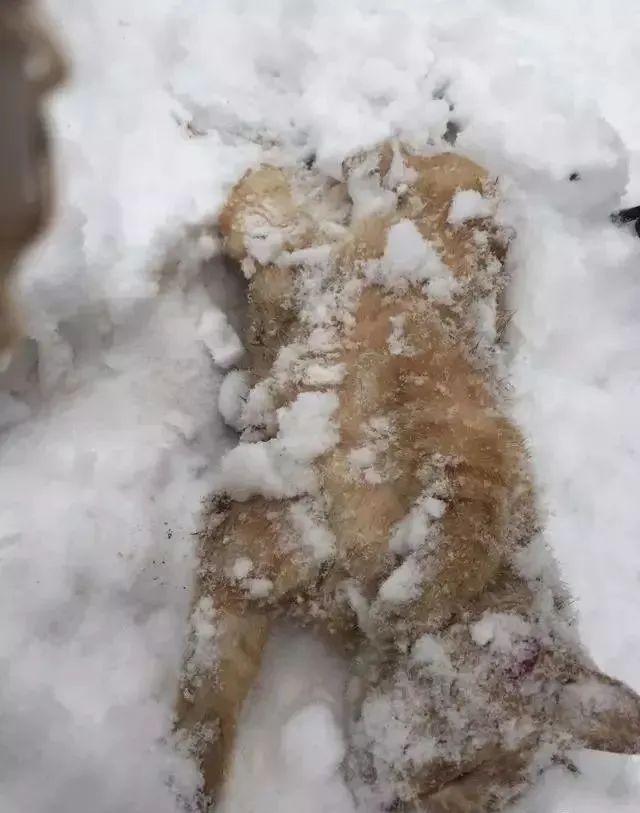 “在冬天，10只流浪猫会有6只死掉！”