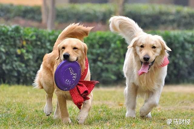 宠物美容 花5000元的“狗德培训班”，能让狗子不拆家、不乱叫吗？