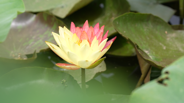 广西|又是一年赏荷季,荷都金湖莲叶田田