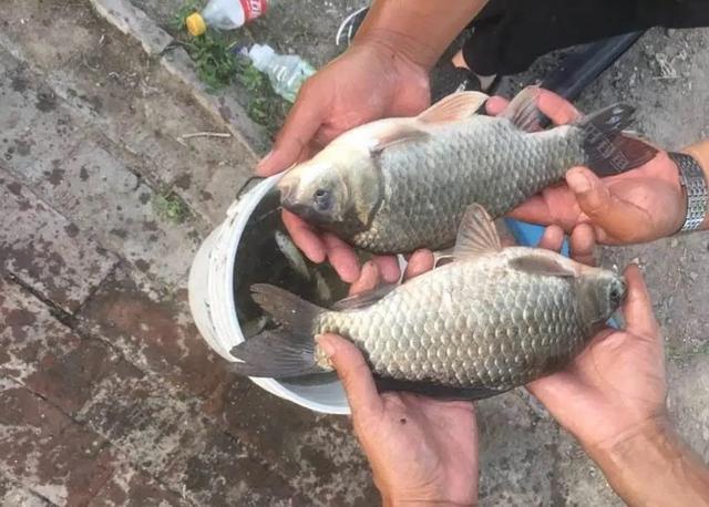 |钓鱼:饵料和装备只是基础,想钓到鱼就要学会“找鱼”