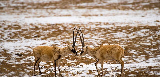 可可西里自然保护区|面积450万公顷,却被列为无人区,可可西里为何去而难返?