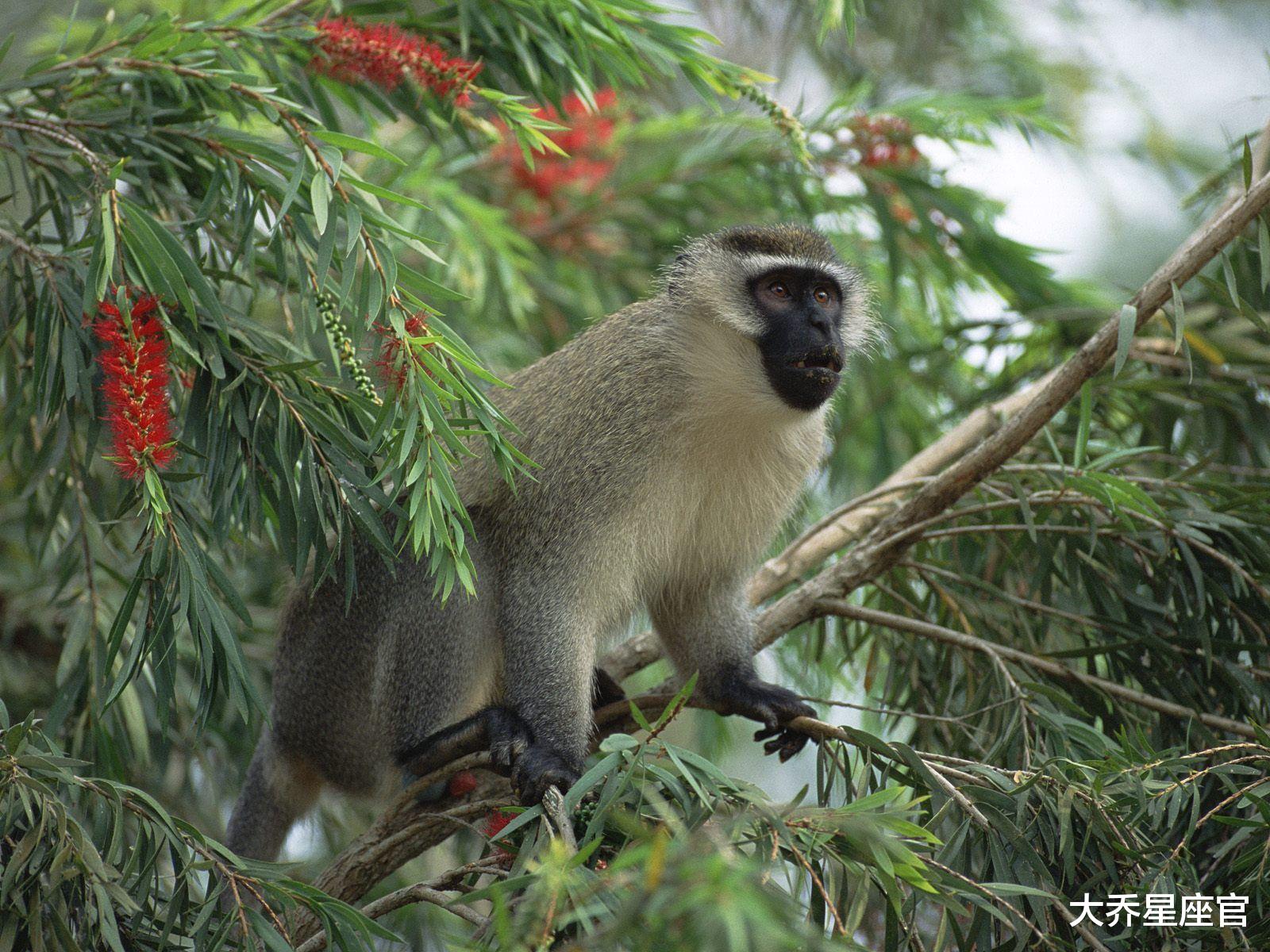 求职|1月30号开始,三属相心想事成,职场顺遂,生活多金多福!