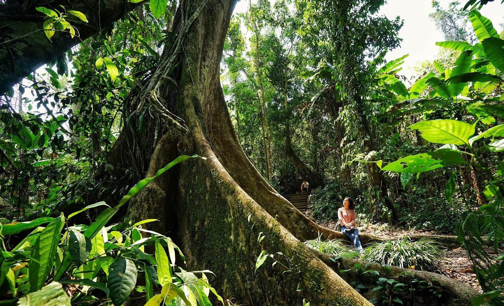 植物王国|中国“最神奇”植物王国！树木还会开屏？有棵小草能跳舞！