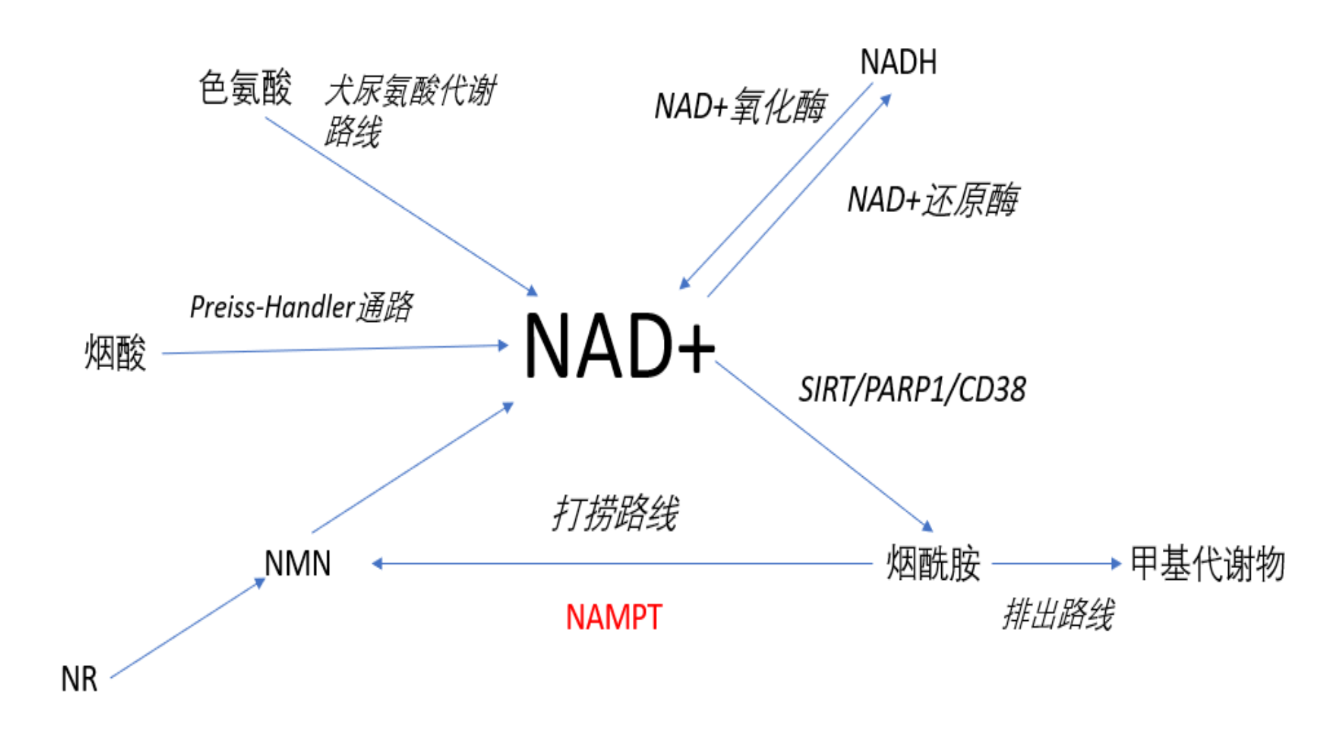 人类或可年轻三十岁,剑桥大学新发现,可刺激细胞恢复至婴儿时期