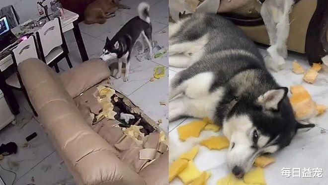 二哈精力过盛难驯服，被主人拉到集市上卖，看到眼睛后没人敢收