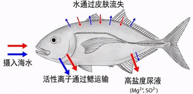 海水很咸不能喝!那生活在海洋里的动物,究竟是怎么喝到淡水的?
