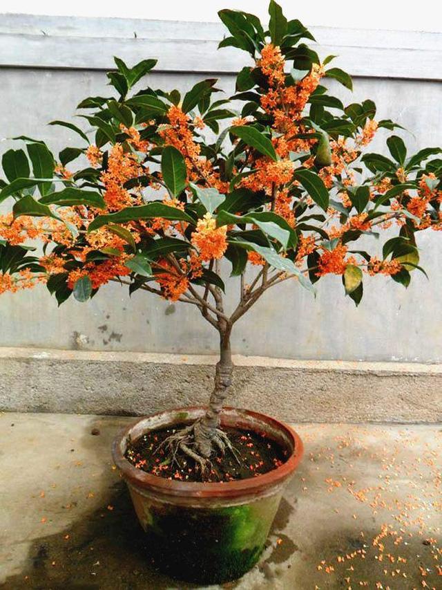 石榴树|适合养在院子里的“九种树”，实用口碑好，能让庭院更高档