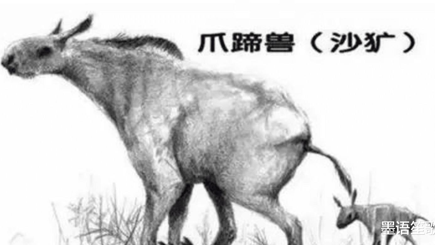 “驴头狼” 现身神农架，它已灭绝五十万年，再次出现有何警示？