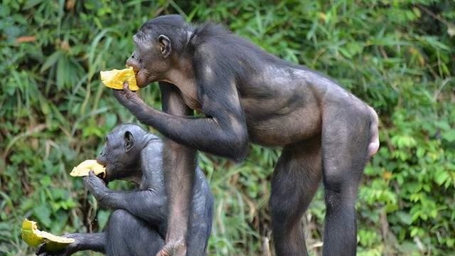 “荡妇”的倭黑猩猩都会避免回交，人类为何要故意让动物回交？