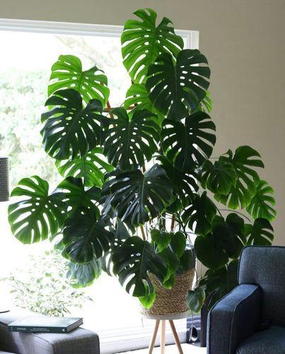 客厅养花有讲究,7种大型花,格调高,寓意好,养一盆错不了