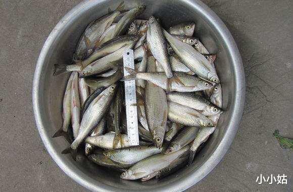 饵料|河里钓鱼总是上白条，白条到底是什么鱼？为什么有那么多
