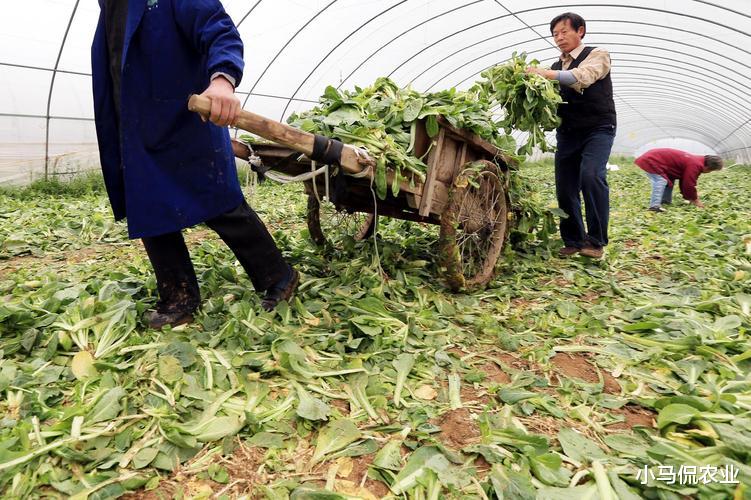 白菜滞销一整车500斤才卖30元,大叔被老婆指责越看越心酸,咋办
