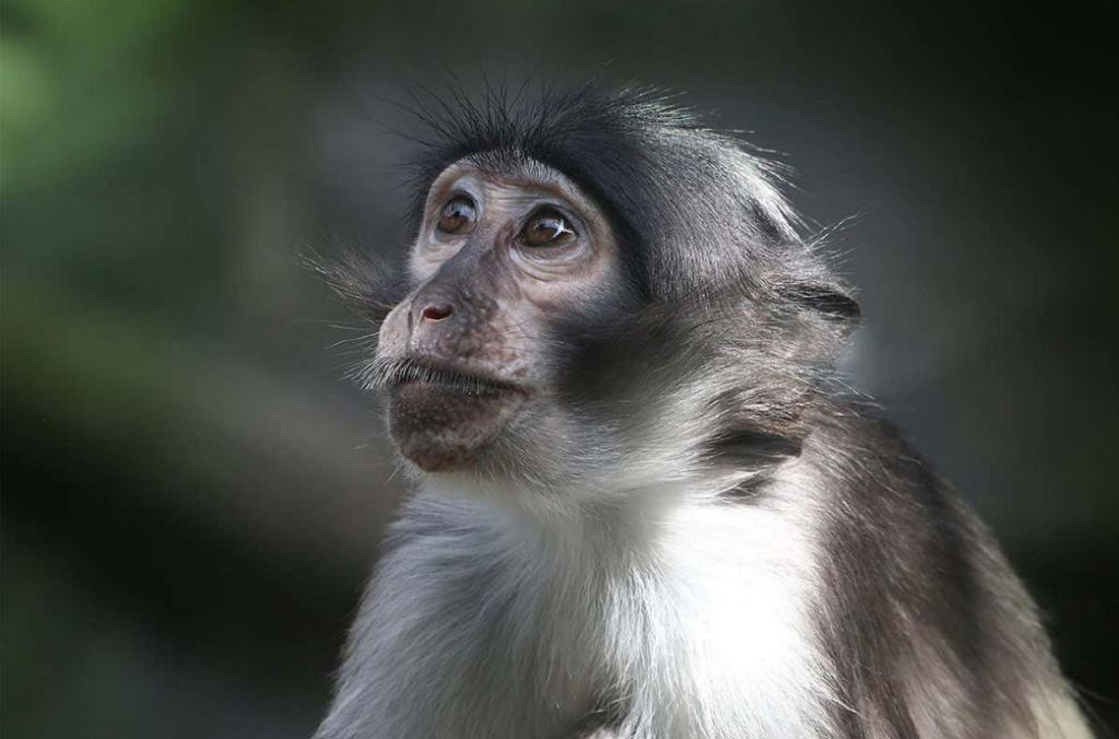 唯一被人类消灭的病毒,已保存在实验室40年,是否销毁惹争议