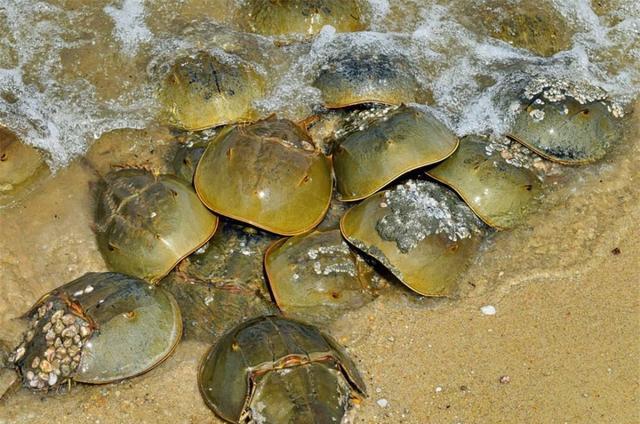 1升10万!生存4亿年的生物被人“疯狂抽血”,我国每年急需20万只