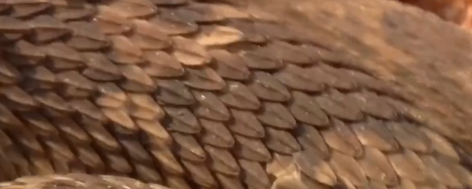 身披“锯齿”鳞片的毒蛇——锯鳞蝰,身材细小却是毒性第一的蝰蛇