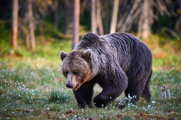 为什么“棕熊”能吃掉大量的哺乳动物，却不会杀死这些动物？