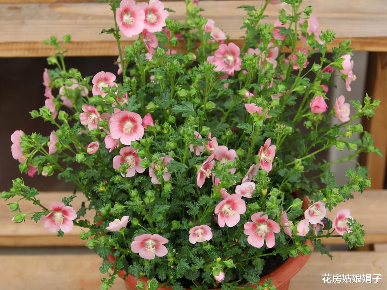 封闭阳台按照这些方法改造，一样能养出好花，这7种花就很不错