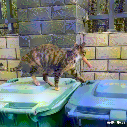 获得食物就跑的流浪猫，因意外失去一条腿，跟随发现暖心真相