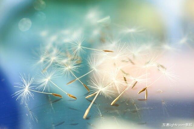 柔焦摄影技巧，如何为你的照片添加柔焦效果？