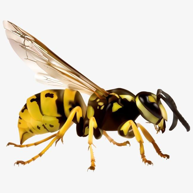 如何从黄蜂中分辨蜜蜂
