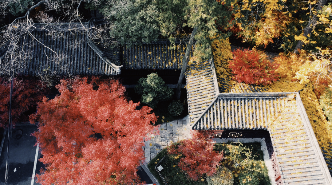 南京|一入秋，南京就美成了金陵