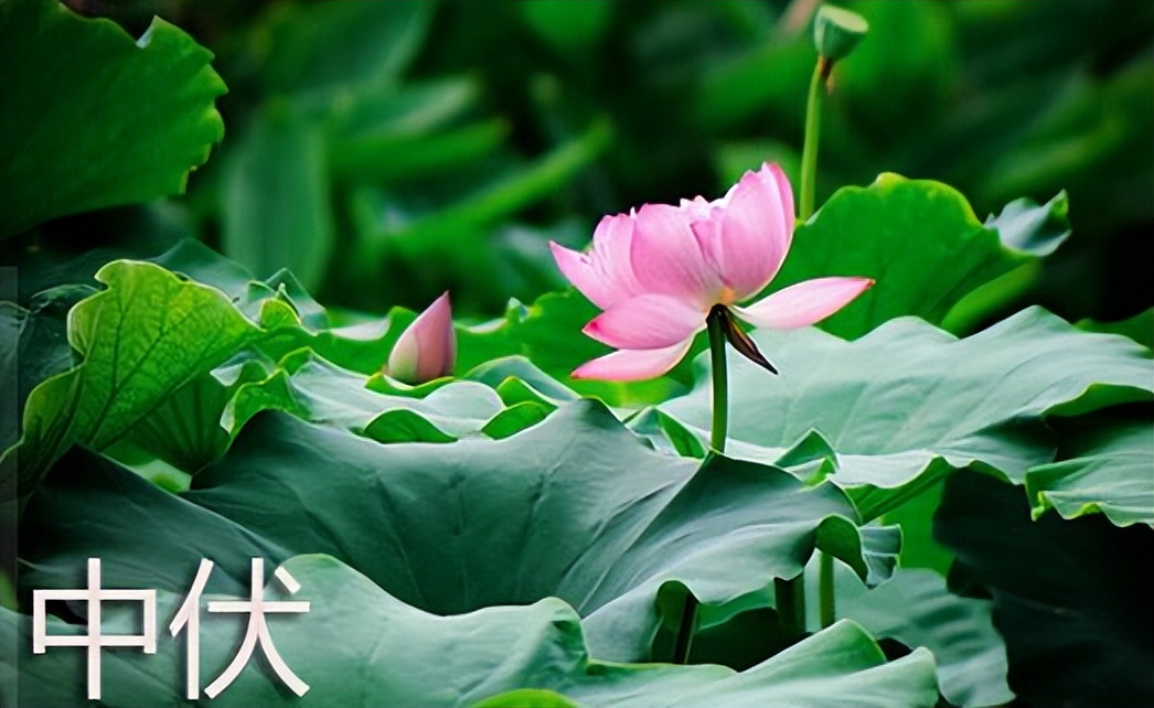 “中伏不补三分虚”,这3种菜要多吃,高钾高钙高纤维,比吃肉好