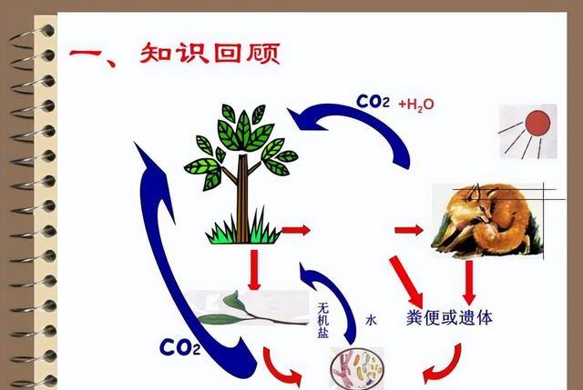玉米中能提炼出黄金?生物的富集作用,到底隐藏了多少未知?