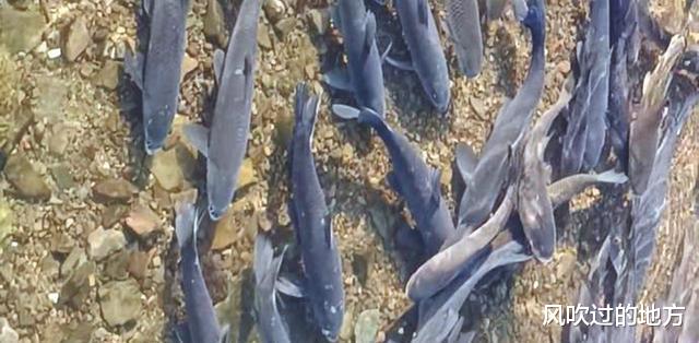 宜昌|湖北宜昌一河中的神奇事，密密麻麻的大鱼聚在一起，网友：洗澡鱼