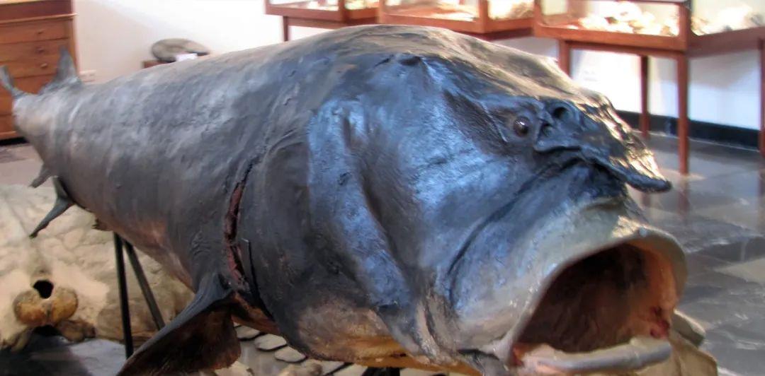 世界上最大的5种淡水鱼，巨型黄貂只能排末位，很多已经濒危！