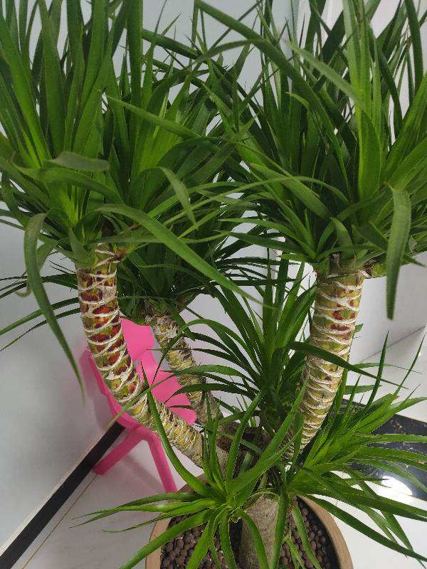 6种“健康花”，摆在客厅吸废气，有利健康，养人旺家