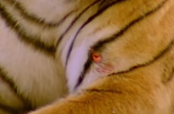 母老虎猎杀成年巨鳄的真实场景,摄影师都看瘫软了,凶残至极