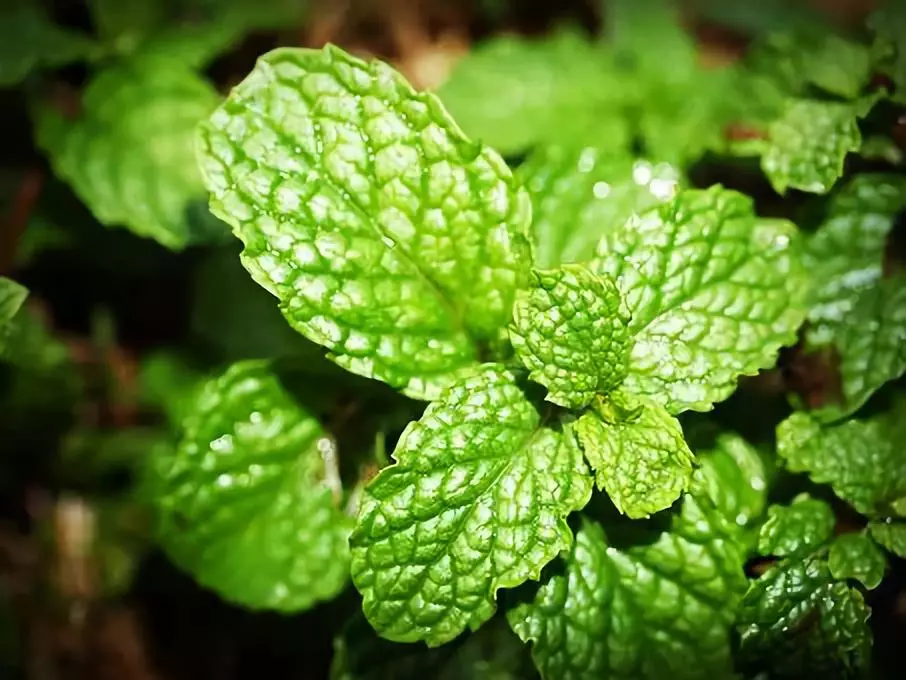 |一楼带庭院的户型，如何驱蚊防虫？
