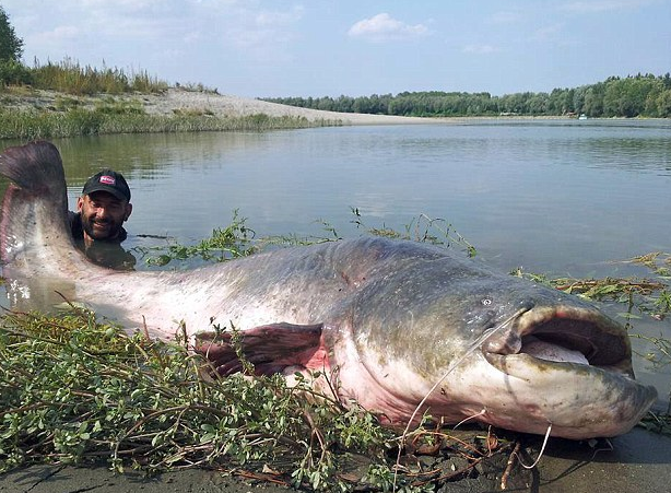 渔民|亚马逊渔民钓到“巨型水怪”,当鱼竿折断后他立即跳入河中