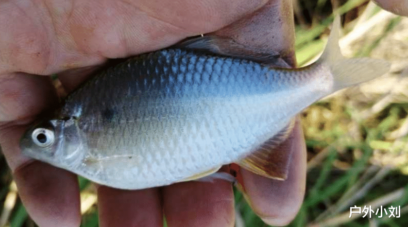 饵料|老钓友的经验,为新钓手铺平道路