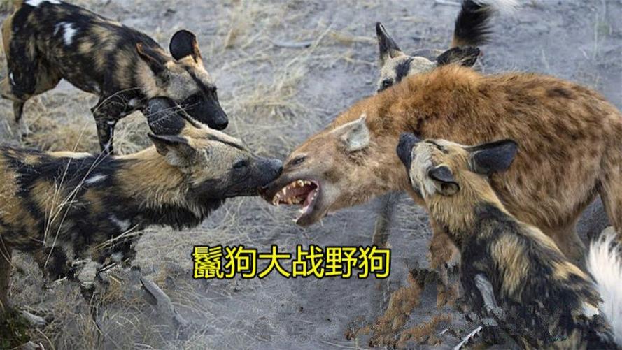 鬣狗和非洲野狗哪个更厉害？