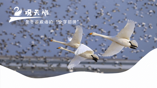 威海|威海冬季怎么玩最过瘾?戳进来