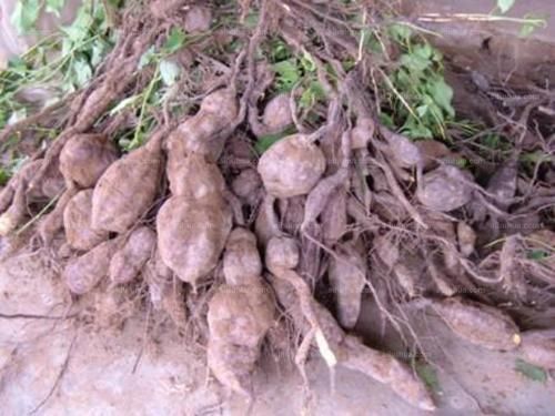 黄芪|黄芪水会影响肾脏吗?医生提醒:这5类中药尽量不要长期服用