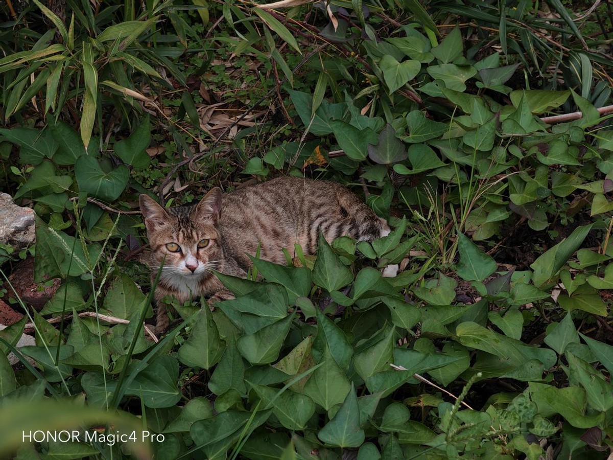 高通骁龙|全面的旗舰应该是怎么样的？荣耀Magic4 Pro：让我来告诉你