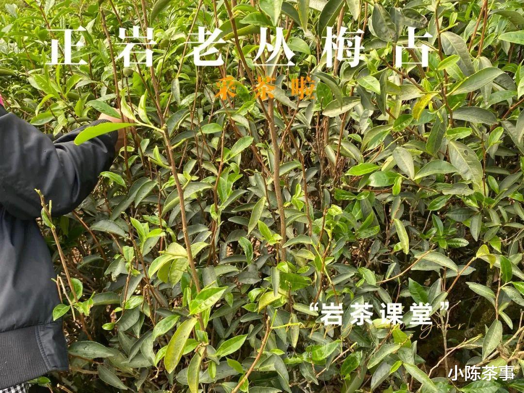 梅占、奇兰、金牡丹，这些不是岩茶品种吗？为什么会做成红茶？