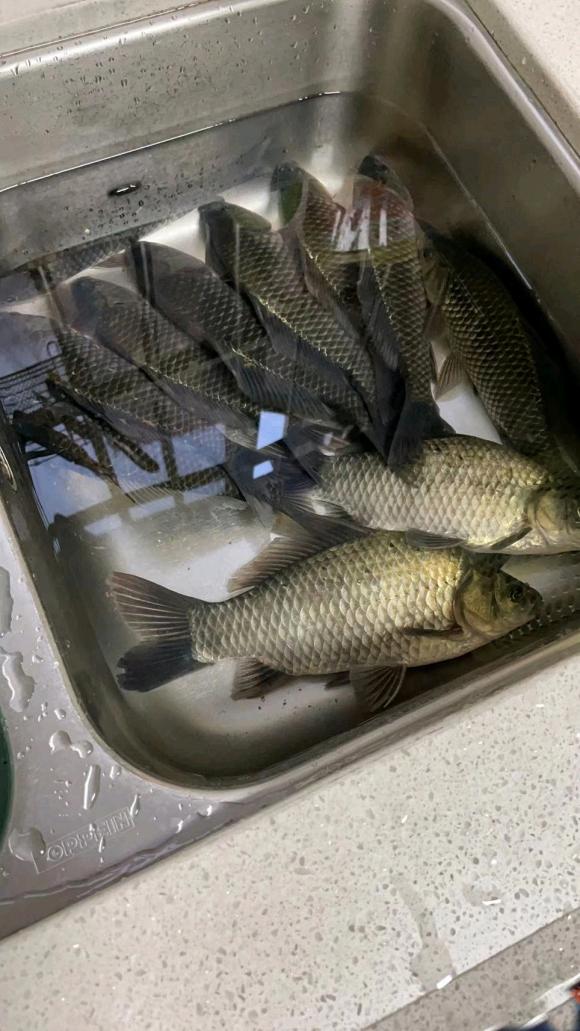 饵料|冬季野钓鲫鱼口轻、挡口解决办法，出口清晰有口就中鱼