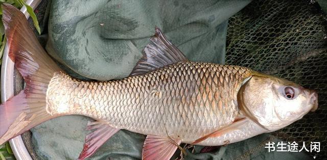 广东省|广东一男子野钓遇怪鱼,形似鲤鱼不知如何处置?原来是外来物种