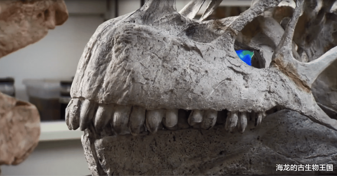 圆顶龙的巨大体型让它成为掠食者望而却步的猎物！