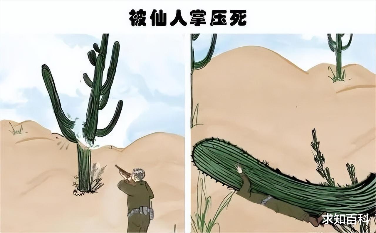 一项特殊大奖,颁给因自己太蠢而意外死亡的人,人类迷惑死法大赏