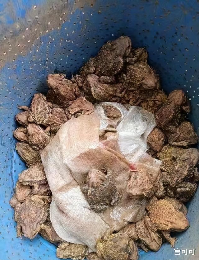 价值220万!四川17人捕捉收购50吨癞蛤蟆被抓!专家:每只100