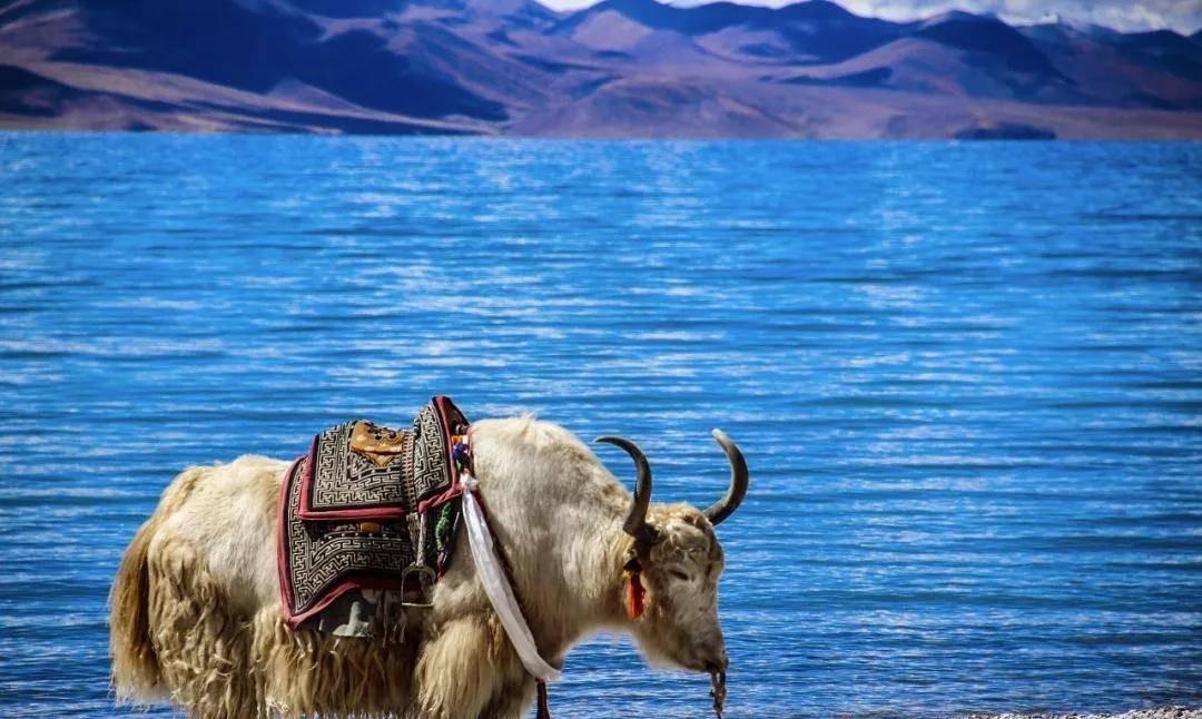 西藏|西藏羊卓雍措有2亿公斤的鱼，宛如“天然鱼库”，为何无人捕捞？
